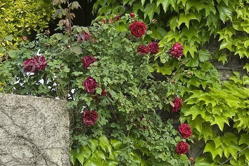 Biosphoto | 2032271 | Climbing rose-tree in bloom in a garden | &copy; DIGIT images / Biosphoto