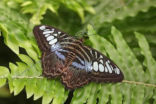 Biosphoto | 1901299 | Clipper on Fern in a greenhouse | &copy; André Pascal / Biosphoto