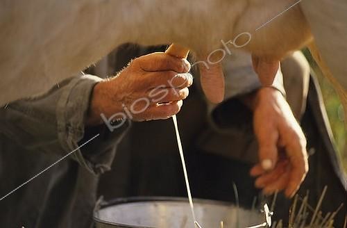 Biosphoto | 1157025 | Close- up of a farmer milking a cow on the pasture, Poland | &copy; Norbert Michalke / imageBROKER / Biosphoto
