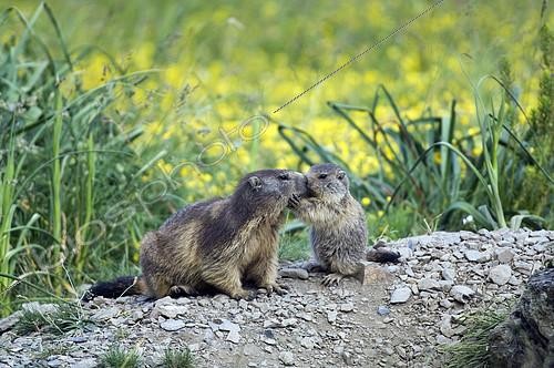 Biosphoto | 487609 | Close-up of Alpine marmot with young marmot | &copy; Henry Ausloos / Biosphoto