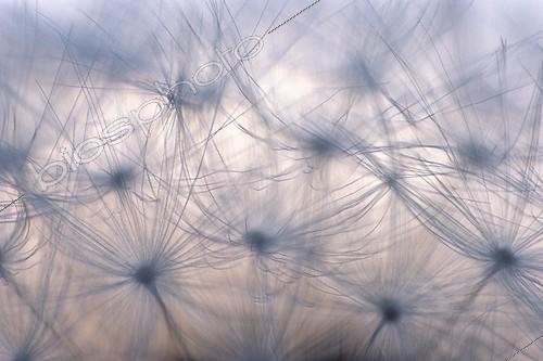 Biosphoto | 743764 | Close up of Dandelion seeds in May  | &copy; Florent Cardinaux  / Biosphoto