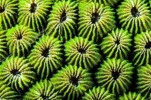 Biosphoto | 1900293 | Close-up of Honeycomb Coral - Indonesia | &copy; Fabien Michenet / Biosphoto
