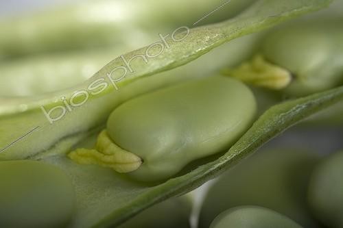 Biosphoto | 497760 | Close-up of horsebeans | &copy; NouN / Biosphoto