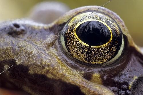 Biosphoto | 743660 | Close-up of the eye of an European Common Frog | &copy; Florent Cardinaux  / Biosphoto