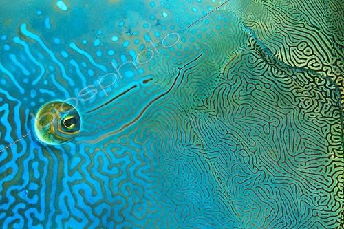 Biosphoto | 1295362 | Close-up of the eye of Humphead Wrasse French Polynesia | &copy; Fabien Michenet / Biosphoto