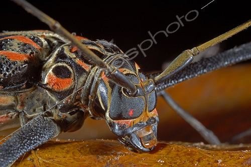 Biosphoto | 553467 | Close-up on the head of an Harlequin Beetle Guyana | &copy; Robin Monchâtre / Biosphoto
