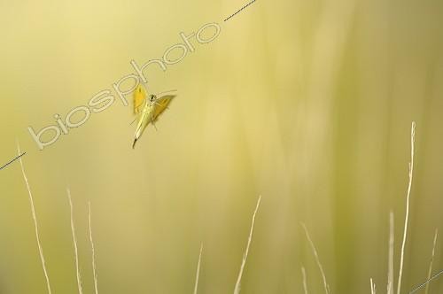 Biosphoto | 919500 | Clouded Yellow flying in dry grasses France | &copy; Ghislain Simard / Biosphoto