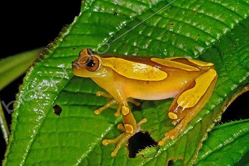 Biosphoto | 755260 | Clown Treefrog on a leaf Kaw Mountain French Guiana | &copy; Robin Monchâtre / Biosphoto