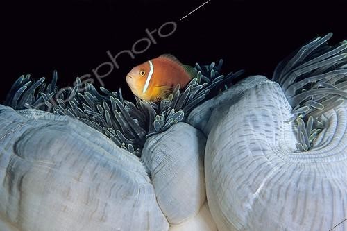 Biosphoto | 491580 | Clownfish in a anemone in Maldives | &copy; Jean Cassou / Biosphoto