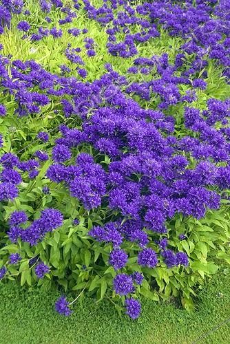 Biosphoto | 2032568 | Clustered bellflowers 'Superba' in bloom in a garden | &copy; DIGIT images / Biosphoto