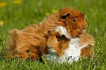Biosphoto | 1852700 | Cobaye domestique à poil frisé ou Cochon d'Inde | &copy; Gérard Lacz / Biosphoto