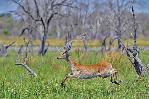 Biosphoto | 2623070 | Cobe de Lechwe (Kobus leche) jeune mâle sautant. Botswana. | &copy; Michel Bureau / Biosphoto