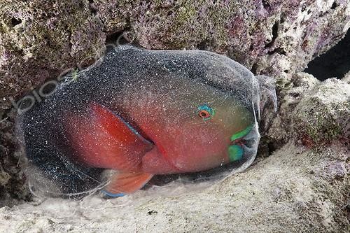 Biosphoto | 1715216 | Cocoon envelops Sleeping Parrotfish Indian Ocean Maldives | &copy; Reinhard Dirscherl / Biosphoto