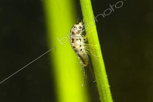 Biosphoto | 2620643 | Coleoptere larva in a pond, city of Couffy, Loir et Cher, France | &copy; Bruno Guénard / Biosphoto
