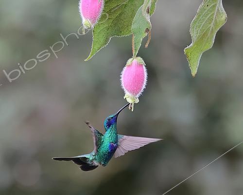 Biosphoto | 2619169 | Colibri d'Anaïs (Colibri coruscans) venant se nourrir en vol du nectar d'une fleur sauvage. Forêt équatoriale. Choco Andino. Equateur. Amérique du Sud | &copy; Brigitte Marcon / Biosphoto