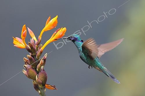 Biosphoto | 2619182 | Colibri d'Anaïs (Colibri coruscans) venant se nourrir en vol du nectar d'une fleur sauvage. Forêt équatoriale. Choco Andino. Equateur. Amérique du Sud | &copy; Brigitte Marcon / Biosphoto