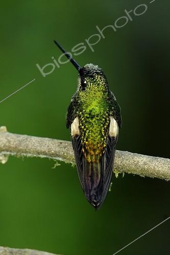 Biosphoto | 1807120 | Colibri Buff-winged Starfrontlet female in Ecuador | &copy; Claude Thouvenin / Biosphoto
