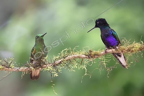 Biosphoto | 2619187 | Colibri de Jardine (Boissonneaua jardini) et Colibri flavescent (Boissonneaua flavescens) perchés sur la même branche. Forêt équatoriale. Choco Andino. Equateur. Amérique du Sud | &copy; Brigitte Marcon / Biosphoto