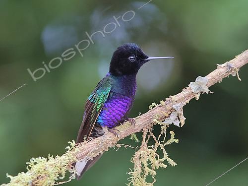 Biosphoto | 2619171 | Colibri de Jardine (Boissonneaua jardini) perché sur une branche. Forêt équatoriale. Choco Andino. Equateur. Amérique du Sud | &copy; Brigitte Marcon / Biosphoto
