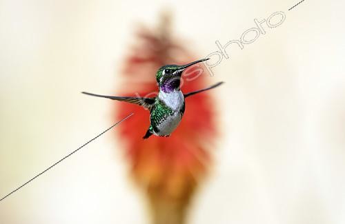Biosphoto | 2615142 | Colibri de Mulsant (Chaetocercus mulsant), mâle en vol, La Calera, Colombie | &copy; Régis Cavignaux / Biosphoto