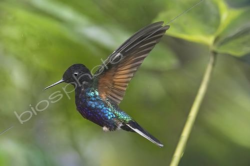 Biosphoto | 2619385 | Colibri demi-deuil (Florisuga fusca), en vol dans la forêt équatoriale, la forêt des nuages. sa silhouette aérodynamique, son bec fin et allongé, parfait pour atteindre le nectar au fond des fleurs, et son plumage majoritairement noir profond au niveau de la tête, de la gorge et de la poitrine supérieure. le bas de son corps et le haut de ses ailes, on perçoit des nuances bleu-vert métalliques et émeraude. ces reflets irisés ne proviennent pas de pigments, mais de la réfraction de la lumière sur la structure de ses plumes. Ses ailes sont déployées dans une posture de vol stationnaire dynamique. | &copy; Claudius Thiriet / Biosphoto