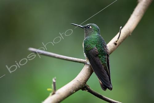 Biosphoto | 2615131 | Colibri flavescent (Boissonneaua flavescens) sur une branche, Jardin, Colombie | &copy; Régis Cavignaux / Biosphoto