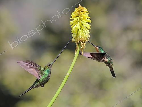 Biosphoto | 2619185 | Colibri Porte-Epée (Ensifera ensifera) et une femelle Inca à gemme bleue (Coeligena lutetiae) se nourrissant en vol du nectar d'un Kniphofia en fleur. Forêt équatoriale. Choco Andino. Equateur. Amérique du Sud | &copy; Brigitte Marcon / Biosphoto