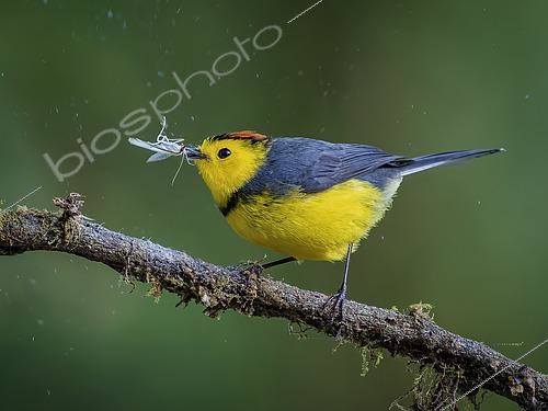 Biosphoto | 2608709 | Collared Redstart (Myioborus torquatus), capturing moth, Chiriqui Highlands, Panama | &copy; Ignacio Yufera / Biosphoto
