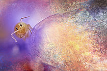 Biosphoto | 2621484 | Collembola and myxomycetes, fungi, etc. photomontage, Rhône, France. | &copy; Philippe Lebeaux / Biosphoto