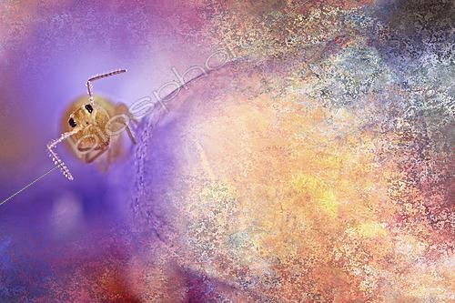 Biosphoto | 2621484 | Collembola and myxomycetes, fungi, etc. photomontage, Rhône, France. | &copy; Philippe Lebeaux / Biosphoto
