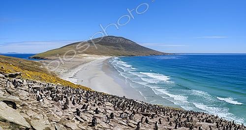 Biosphoto | 2626293 | Colonie de Gorfou sauteur subantarctique (Eudyptes chrysocome chrysocome), janvier, The Neck, île Saunders, îles Malouines, Amérique du Sud | &copy; Martin Zwick / Biosphoto