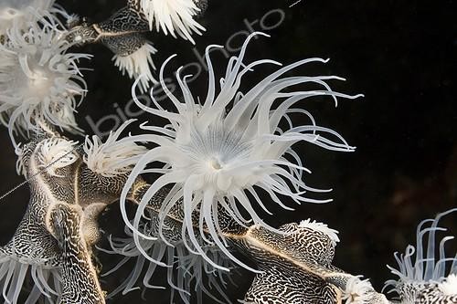 Biosphoto | 2032658 | Colonising Anemone on Coral - Triton Bay West Papua | &copy; Reinhard Dirscherl / Biosphoto