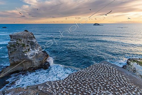 Biosphoto | 2628173 | Colony of Australasian gannets (Morus serrator) at sunset, nesting at Muriwai Beach, North Island, New Zealand. | &copy; Evelyne Boyard / Biosphoto
