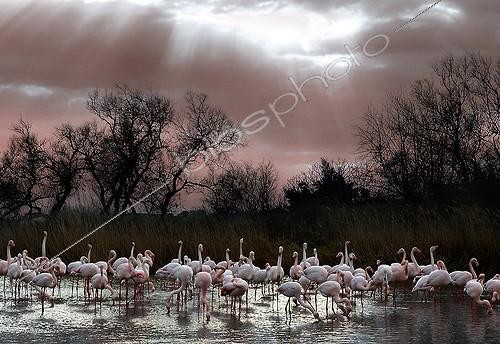 Biosphoto | 1470220 | Colony of Flamingos in the Camargue | &copy; Thierry Vezon / Biosphoto