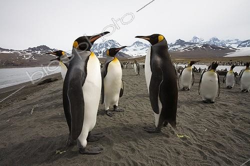 Biosphoto | 542898 | Colony of King Penguins South Georgia Antarctica | &copy; Jean-Baptiste Strobel / Biosphoto