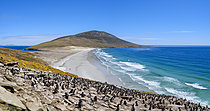 Biosphoto | 2626293 | Colony of Rockhopper Penguin (Eudyptes chrysocome), subspecies Eudyptes chrysocome chrysocome. Other names are Southern Rockhopper and Western Rockhopper Penguin. South America, Falkland Islands, Saunders Island, January | &copy; Martin Zwick / Biosphoto