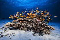 Biosphoto | 2091142 | Colony of Sea Goldies (Pseudanthias squamipinnis) near its coral head, Mayotte, Indian Ocean | &copy; Gabriel Barathieu / Biosphoto