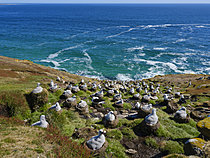Biosphoto | 2626266 | Colony with chick on nest. Black-browed albatross(Thalassarche melanophris) or Mollymauk. South America, Falkland Islands, Saunders Island, summer | &copy; Martin Zwick / Biosphoto