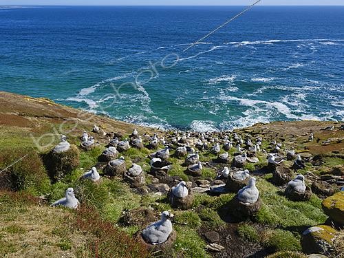 Biosphoto | 2626266 | Colony with chick on nest. Black-browed albatross(Thalassarche melanophris) or Mollymauk. South America, Falkland Islands, Saunders Island, summer | &copy; Martin Zwick / Biosphoto