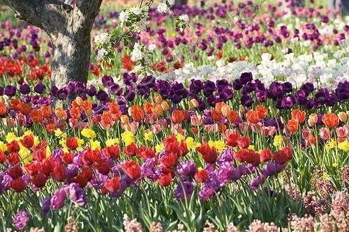 Biosphoto | 329089 | Colorful culture of Tulip Britzer Garden Berlin Germany | &copy; Kerstin Hinze / Biosphoto