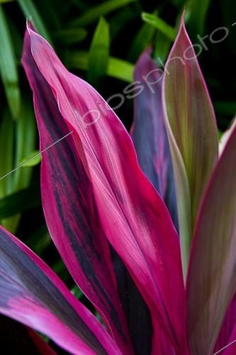 Biosphoto | 621286 | Colorful foliage Tropical garden Sri Lanka  | &copy; Michel Gunther / Mau / Biosphoto