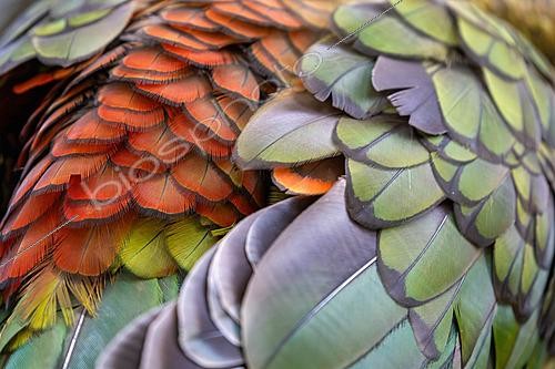 Biosphoto | 2628193 | Colorful plumage of a Kea (Nestor notabilis), New Zealand. | &copy; Evelyne Boyard / Biosphoto