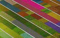Biosphoto | 2355757 | Colorful potted plants in rows, nursery, garden center, Nordkirchen, Münsterland, North Rhine-Westphalia, Germany, Europe | &copy; Hans Blossey / imageBROKER / Biosphoto