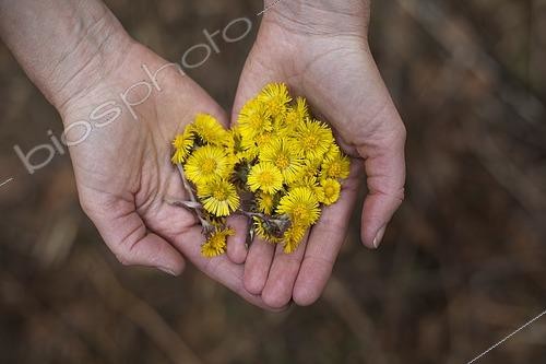 Biosphoto | 2480570 | Coltsfoot (Tussilago farfara) flowers in hands, to be dried and used in herbal teas, Jura, France. | &copy; Jean-Baptiste Strobel / Biosphoto