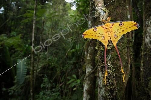 Biosphoto | 2048035 | Comet Moth on trunk - Ranomafana Madagascar ; Madagascar Moon Moth is the largest of the Malagasy Lepidoptera and one of the largest in the world. The male can be 20 cm in length including tail. Athough not uncommon this species, like much of Madagascars wildlife, is threatened by habitat destruction. Collection for the pet trade is also an issue as this species is difficult to breed in captivity. | &copy; Robin Hoskyns / Biosphoto
