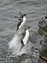 Biosphoto | 2626289 | Coming ashore. Rockhopper Penguin (Eudyptes chrysocome), subspecies Eudyptes chrysocome chrysocome. Other names are Southern Rockhopper and Western Rockhopper Penguin. South America, Falkland Islands, Bleaker Island, January | &copy; Martin Zwick / Biosphoto