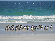 Biosphoto | 2626298 | Coming ashore. Rockhopper Penguin (Eudyptes chrysocome), subspecies Eudyptes chrysocome chrysocome. Other names are Southern Rockhopper and Western Rockhopper Penguin. South America, Falkland Islands, Saunders Island, January | &copy; Martin Zwick / Biosphoto