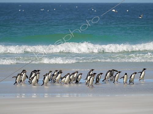 Biosphoto | 2626298 | Coming ashore. Rockhopper Penguin (Eudyptes chrysocome), subspecies Eudyptes chrysocome chrysocome. Other names are Southern Rockhopper and Western Rockhopper Penguin. South America, Falkland Islands, Saunders Island, January | &copy; Martin Zwick / Biosphoto