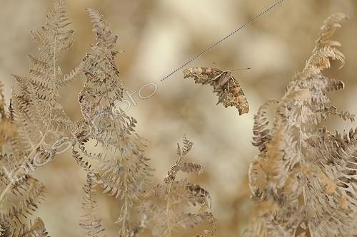 Biosphoto | 919426 | Comma in flight among the ferns France | &copy; Ghislain Simard / Biosphoto