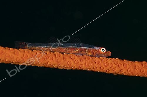 Biosphoto | 2595348 | Commensal Whip Goby (Bryaninops sp). Nudi Falls diving site. Lembeh Strait. Indonesia. | &copy; Jean Cassou / Biosphoto
